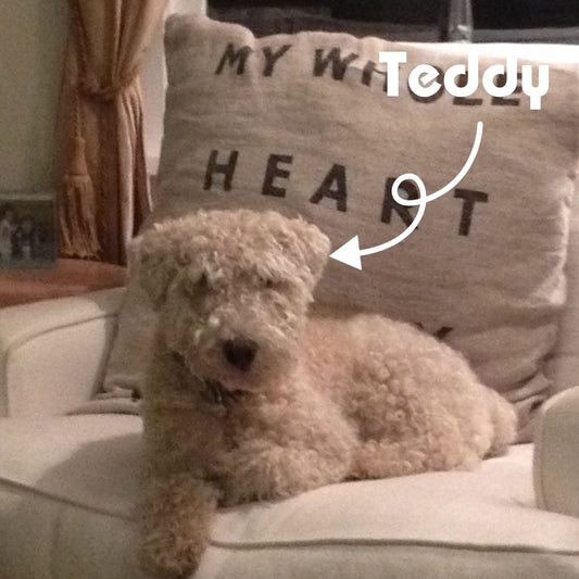 Why Choose All Natural, Limited Ingredient Dog Treats