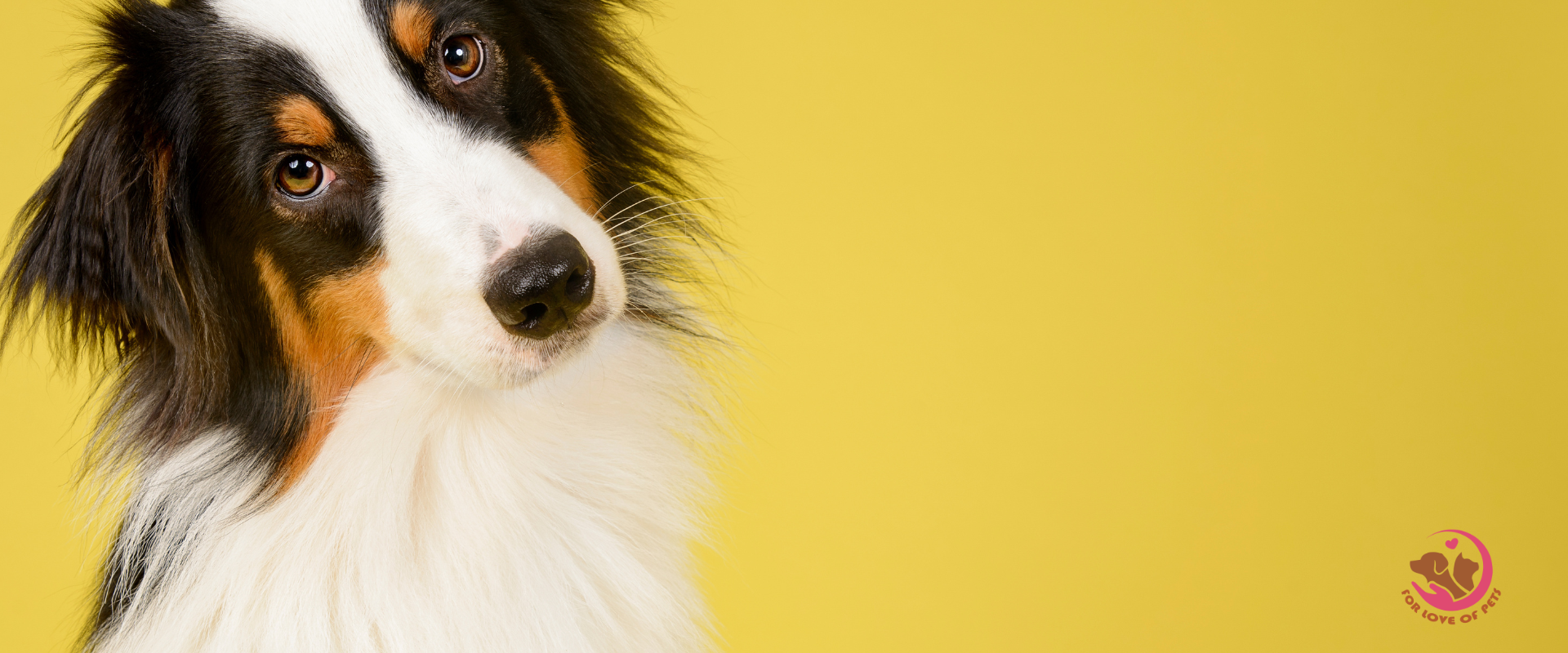 cute dog with sad eyes waiting for a treat