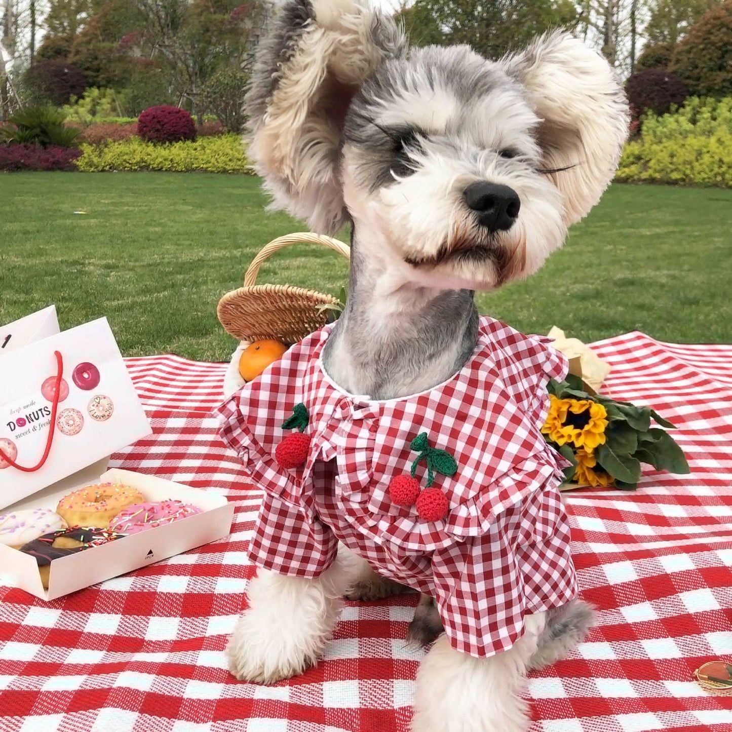 Checkered Shirt for Small Dogs